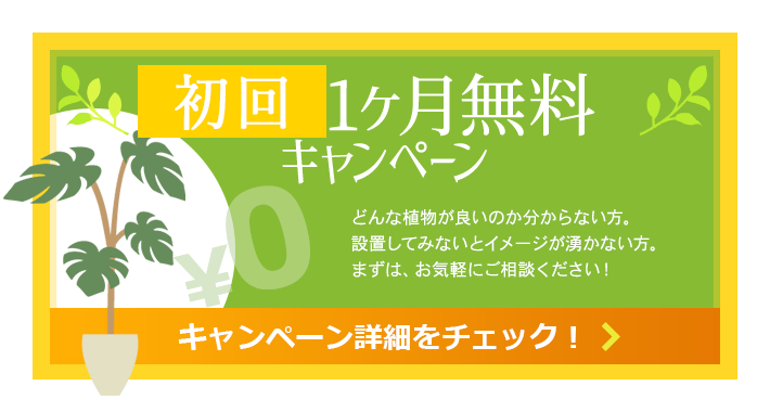 観葉植物のレンタルならグリーンフォエバー 東京 千葉 埼玉に対応 オフィス 店舗 事務所