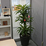 L鉢（10号）｜オフィス用・事務所用の観葉植物レンタル