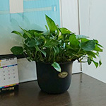 S鉢（4号）｜オフィス用・事務所用の観葉植物レンタル