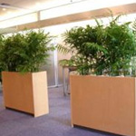 M鉢（6～7号）｜オフィス用・事務所用の観葉植物レンタル
