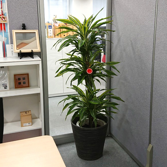 観葉植物のレンタルの設置事例 観葉植物のレンタルならグリーンフォエバー 東京 千葉 埼玉 オフィス 店舗 事務所