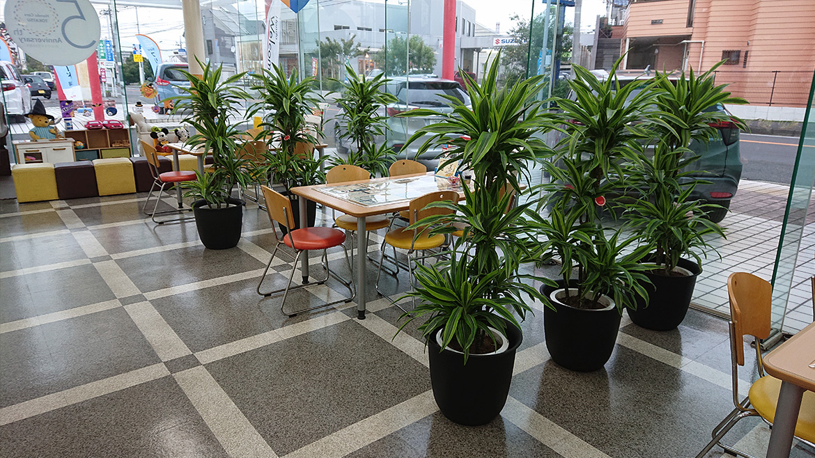 Sample3 観葉植物のレンタルならグリーンフォエバー 東京 千葉 埼玉 オフィス 店舗 事務所