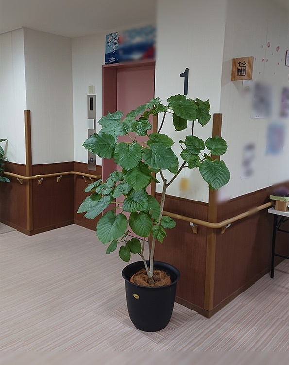 Sample9 観葉植物のレンタルならグリーンフォエバー 東京 千葉 埼玉 オフィス 店舗 事務所
